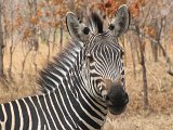 Zeebra