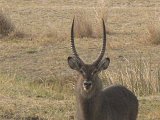 Waterbuck