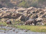 Hippos